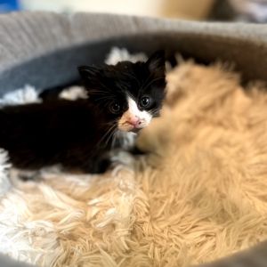 Gleam, Baby Male Domestic Long Hair