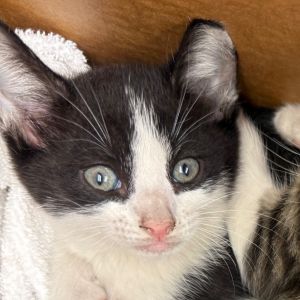 Angkor Wat, Baby Male Domestic Medium Hair