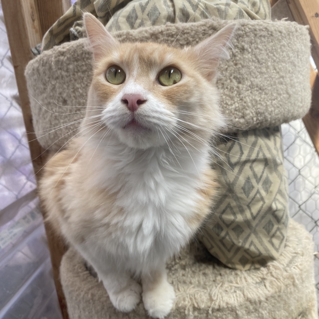 Otis