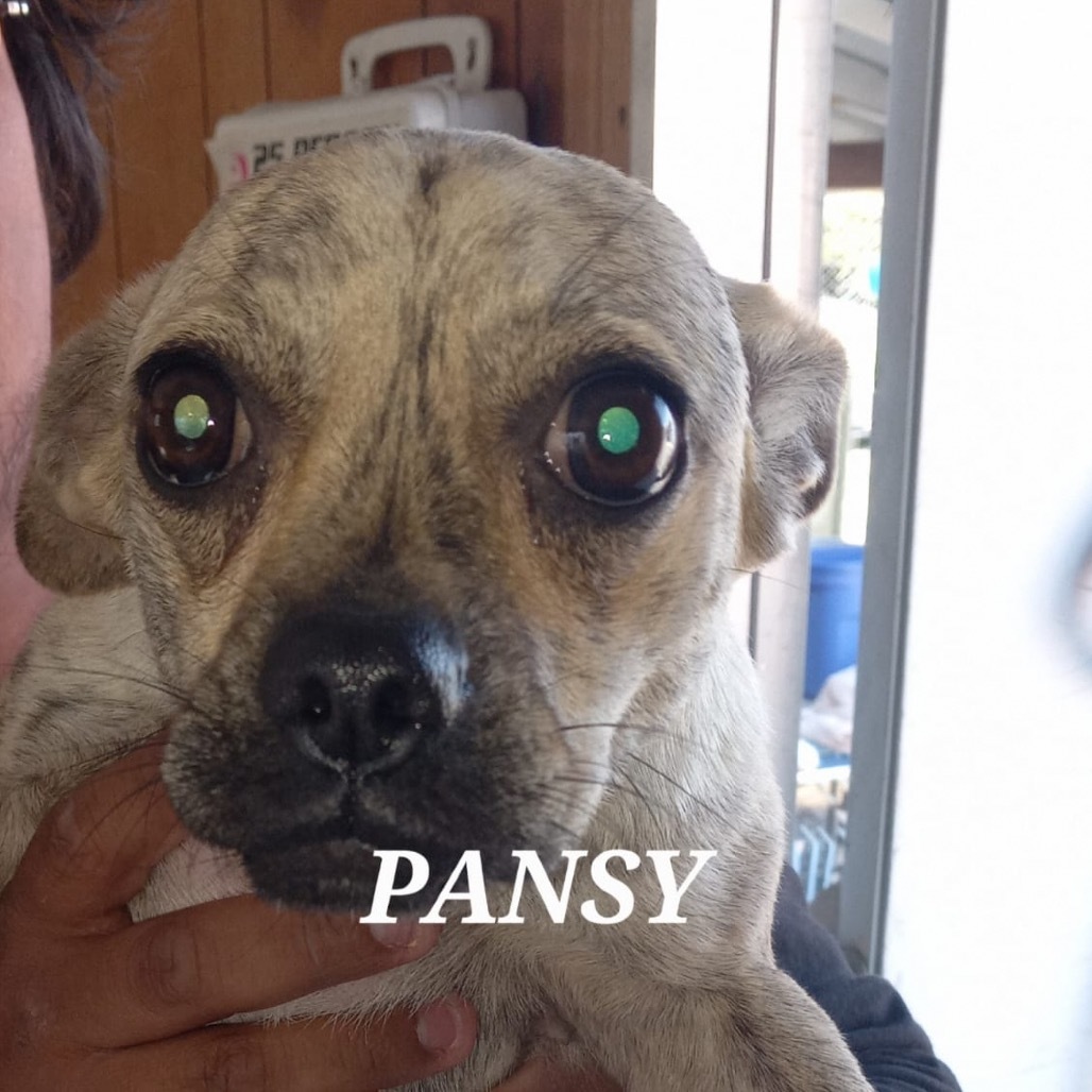 Pansy