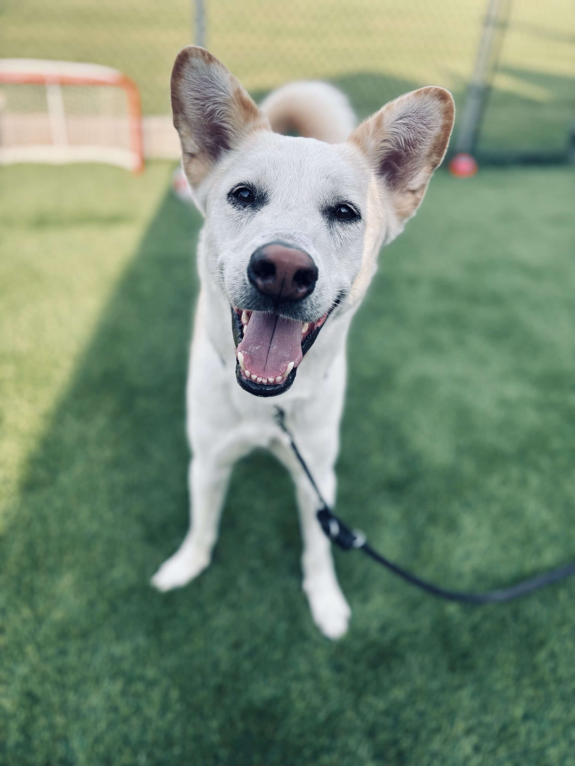 Killua, an adoptable Jindo, Husky in Sunderland, ON, L0C 1H0 | Photo Image 1