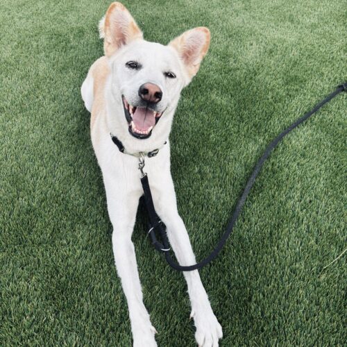 Killua, an adoptable Jindo, Husky in Sunderland, ON, L0C 1H0 | Photo Image 2