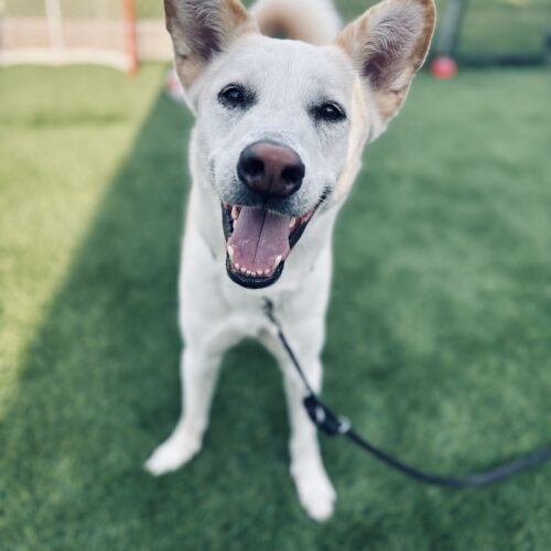 Killua, an adoptable Jindo, Husky in Sunderland, ON, L0C 1H0 | Photo Image 3