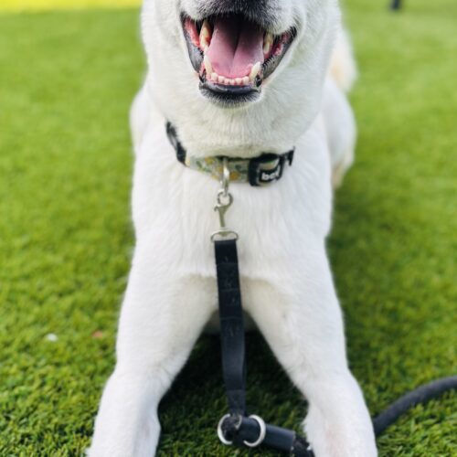 Killua, an adoptable Jindo, Husky in Sunderland, ON, L0C 1H0 | Photo Image 4