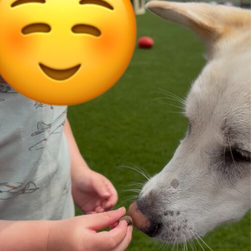 Killua, an adoptable Jindo, Husky in Sunderland, ON, L0C 1H0 | Photo Image 5