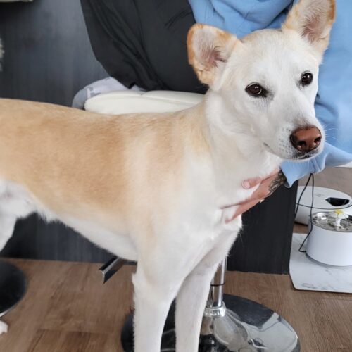 Killua, an adoptable Jindo, Husky in Sunderland, ON, L0C 1H0 | Photo Image 6