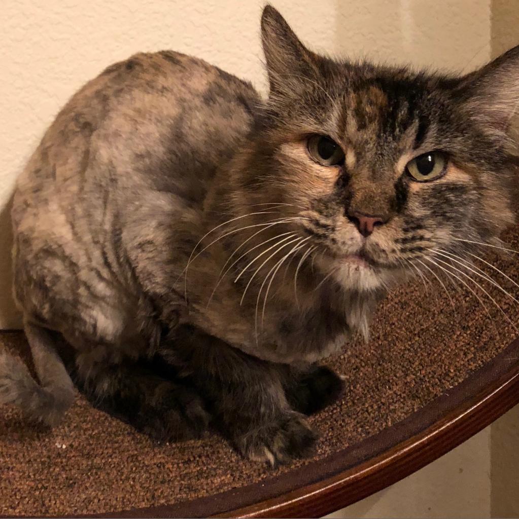 Spicy, an adoptable Domestic Long Hair in Nampa, ID, 83686 | Photo Image 1
