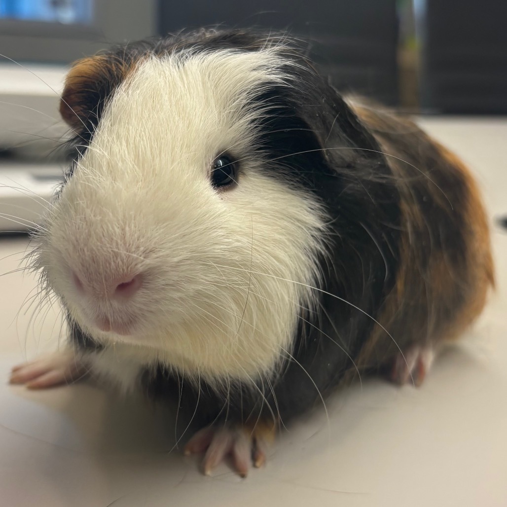 Dan