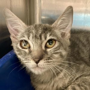 Mia Cat, Young Female Domestic Short Hair