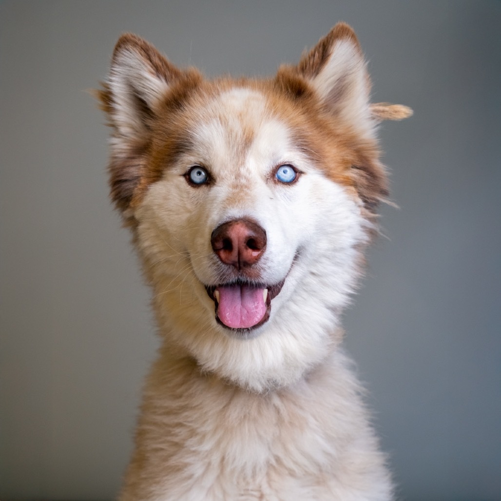 Loki