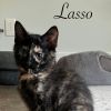 Lasso photo 1