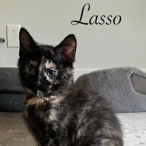 Lasso, Baby Female unknown