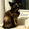 Lasso photo 2