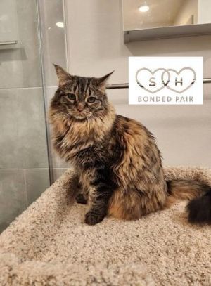 Bitsy Domestic Long Hair Cat