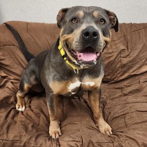 Cali, Adult Female unknown