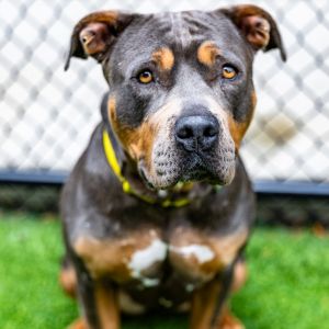 Cali, Adult Female unknown