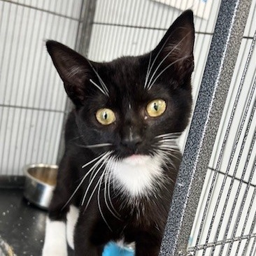 Tootsie, an adoptable Domestic Short Hair in Duncan, OK, 73533 | Photo Image 1
