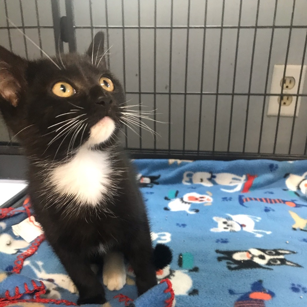 Tootsie, an adoptable Domestic Short Hair in Duncan, OK, 73533 | Photo Image 2