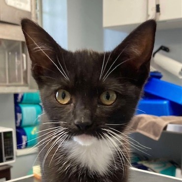 Tootsie, an adoptable Domestic Short Hair in Duncan, OK, 73533 | Photo Image 3