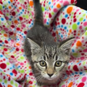 Tabitha, Baby Female Domestic Short Hair