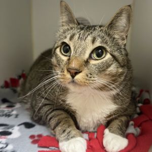 Ramble Domestic Short Hair Cat