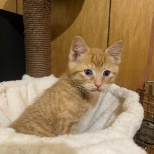 Tangerine Domestic Short Hair Cat