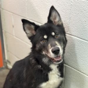 Dipsy Mixed Breed Dog