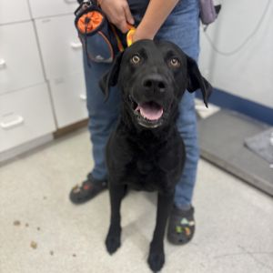 Bauer Mixed Breed Dog