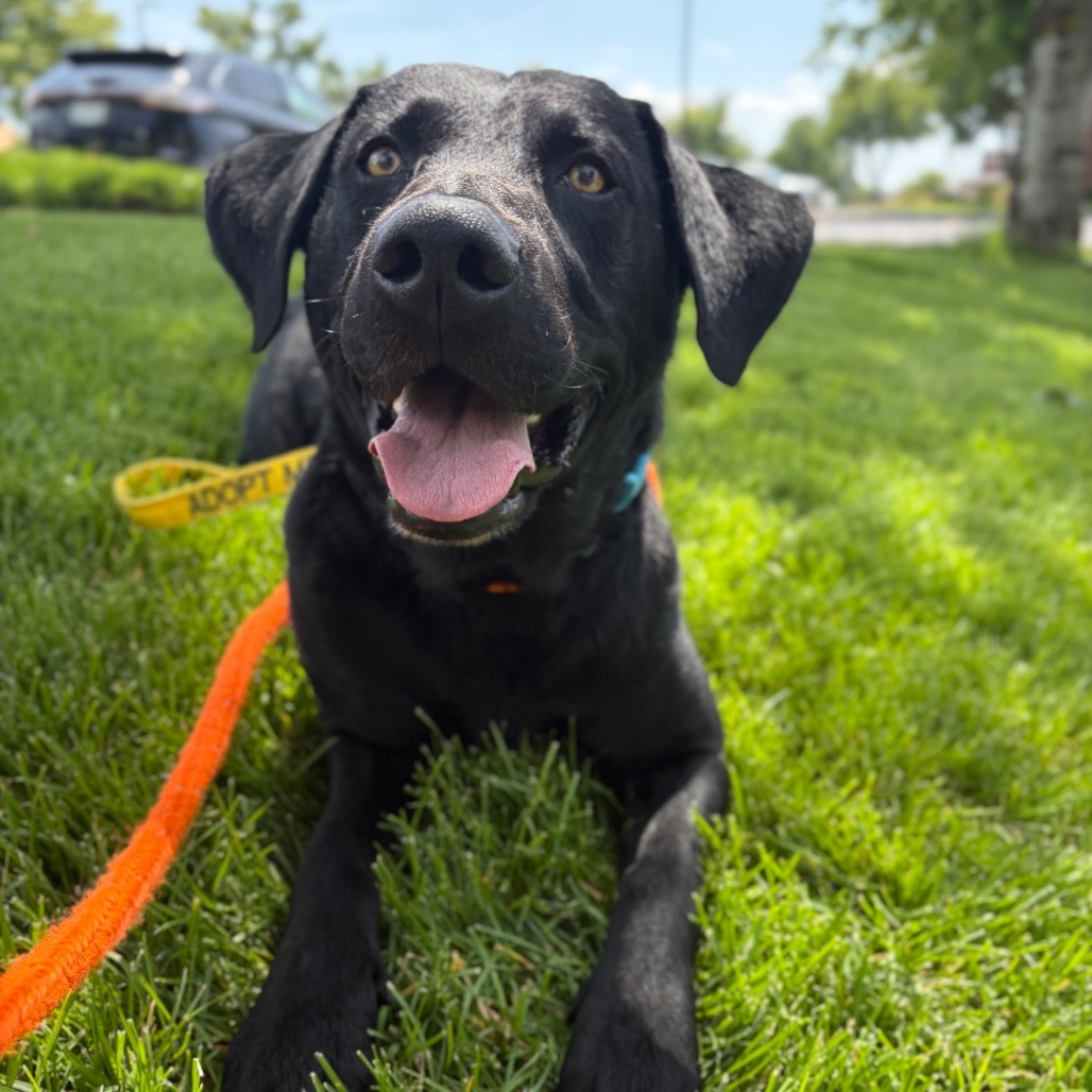 Bauer