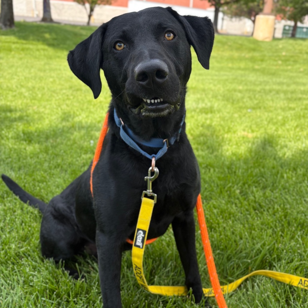 Bauer