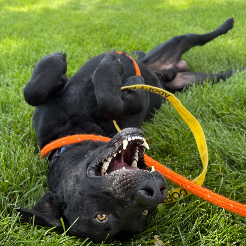 Bauer