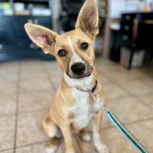 Biscuit Mixed Breed Dog