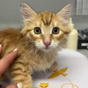 Craftsman Domestic Long Hair Cat