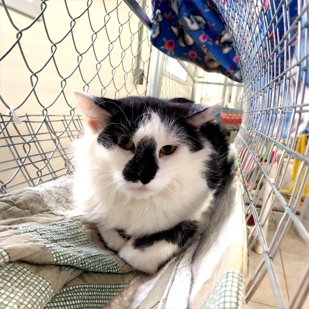 Sugar Melon (Ithaca PetSmart)