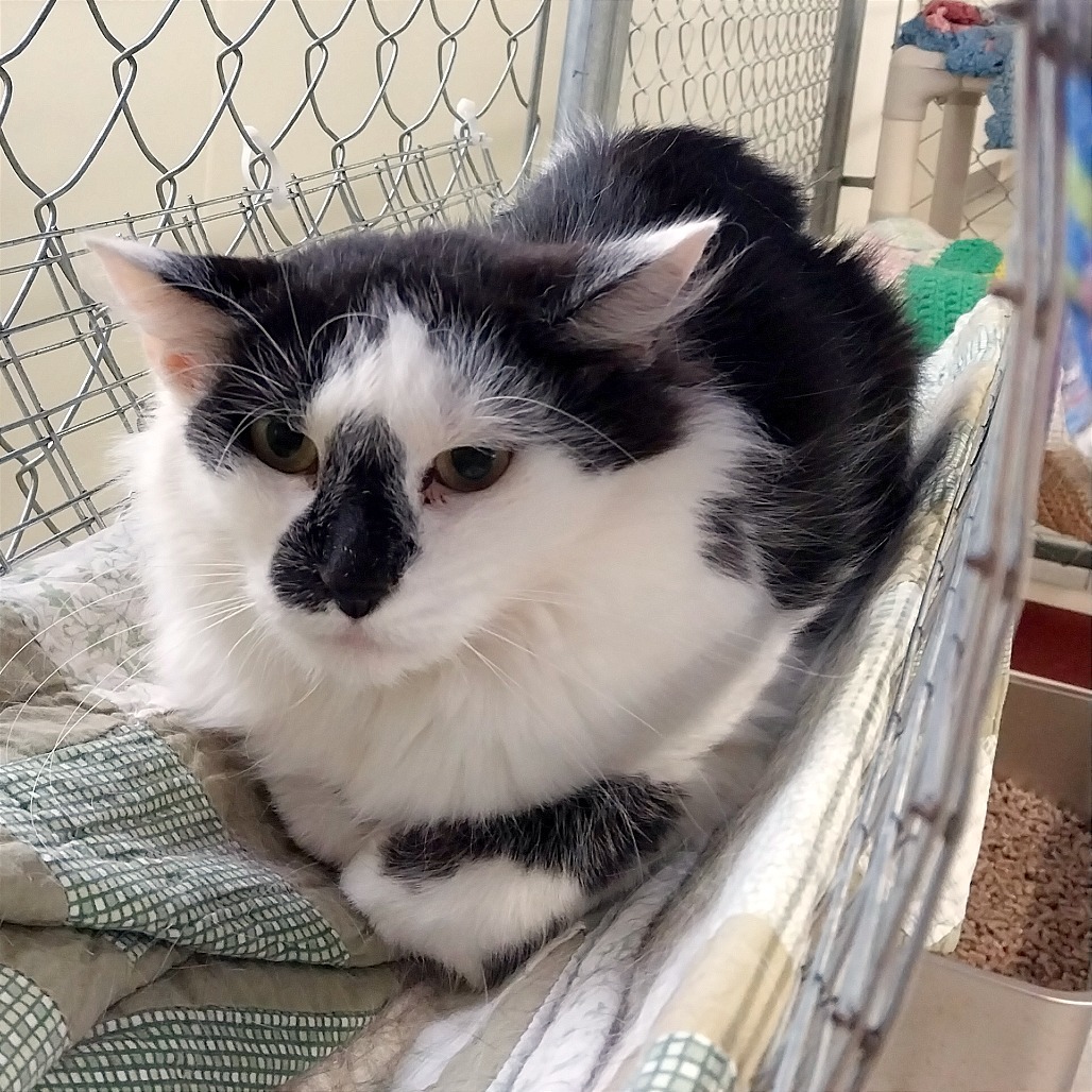 Sugar Melon (Ithaca PetSmart)