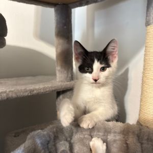 Anthony, Baby Male Domestic Short Hair