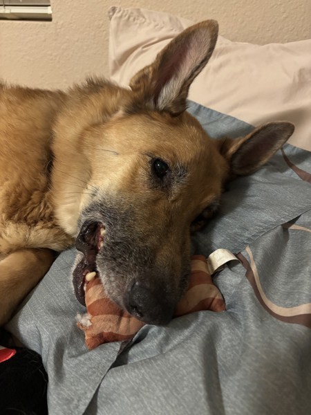 Tank, an adoptable German Shepherd Dog, Borzoi in Oceanside, CA, 92058 | Photo Image 2