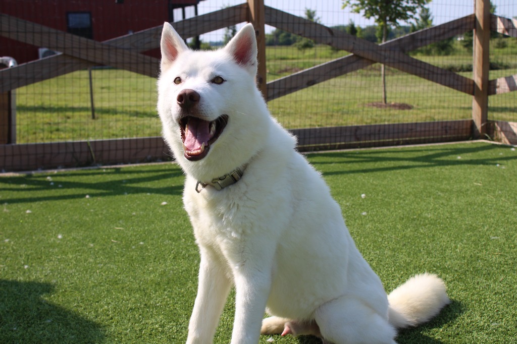 Loki