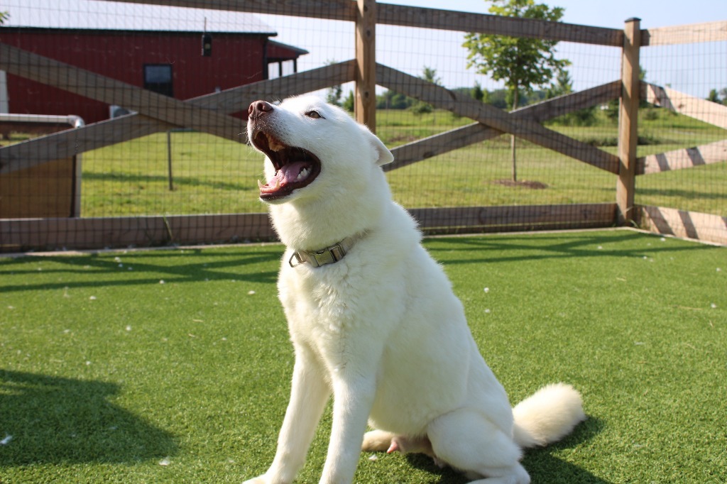 Loki