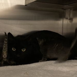 Odette, Adult Female Domestic Short Hair