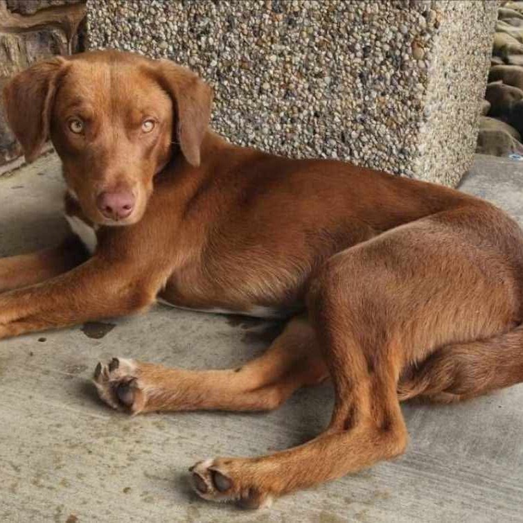 Remus, an adoptable Labrador Retriever, Australian Shepherd in Wadena, MN, 56482 | Photo Image 1