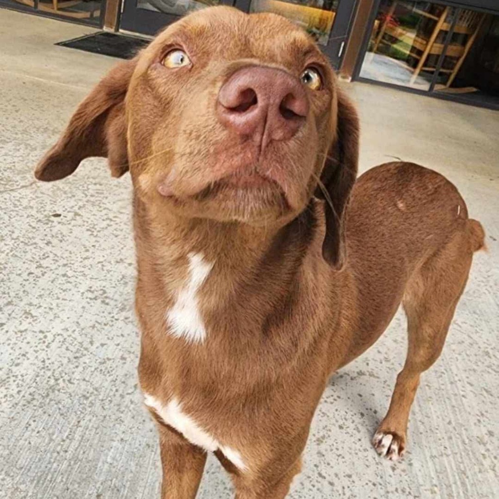 Remus, an adoptable Labrador Retriever, Australian Shepherd in Wadena, MN, 56482 | Photo Image 2