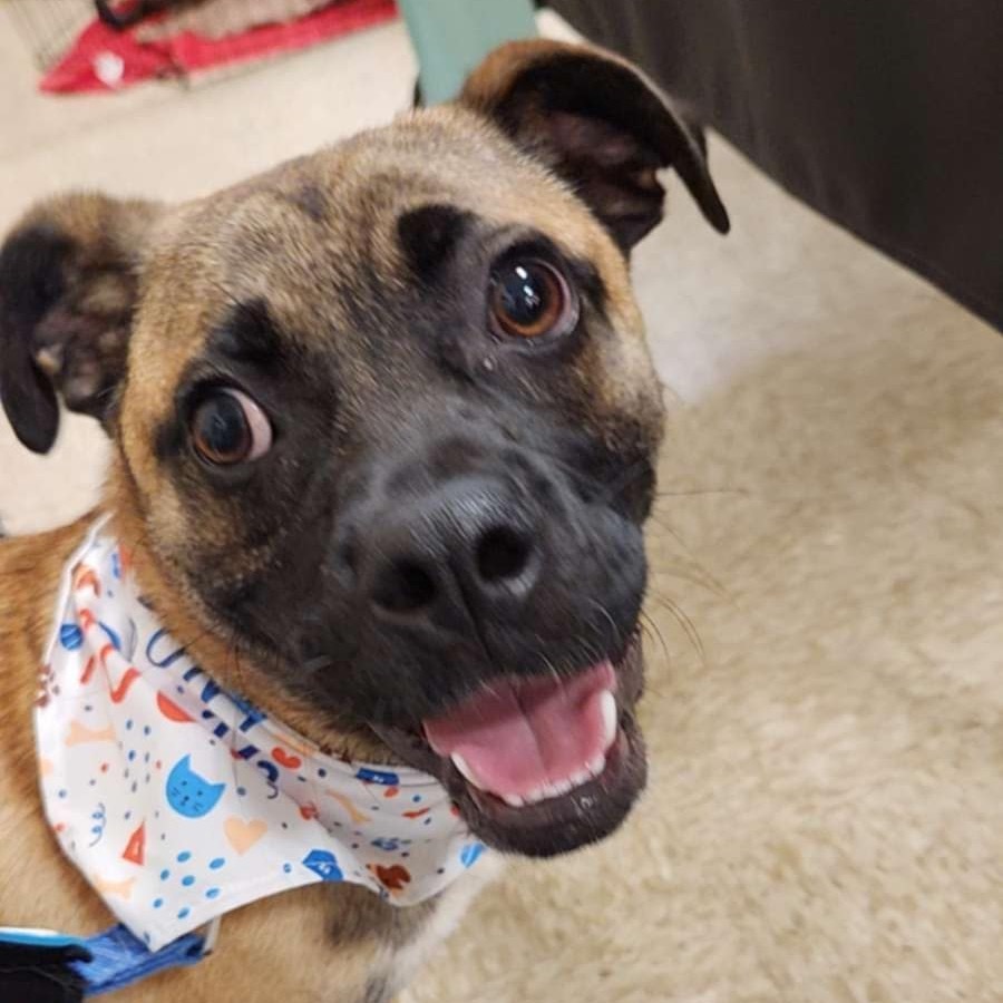 Melvin, an adoptable Pug, Cattle Dog in Wadena, MN, 56482 | Photo Image 1