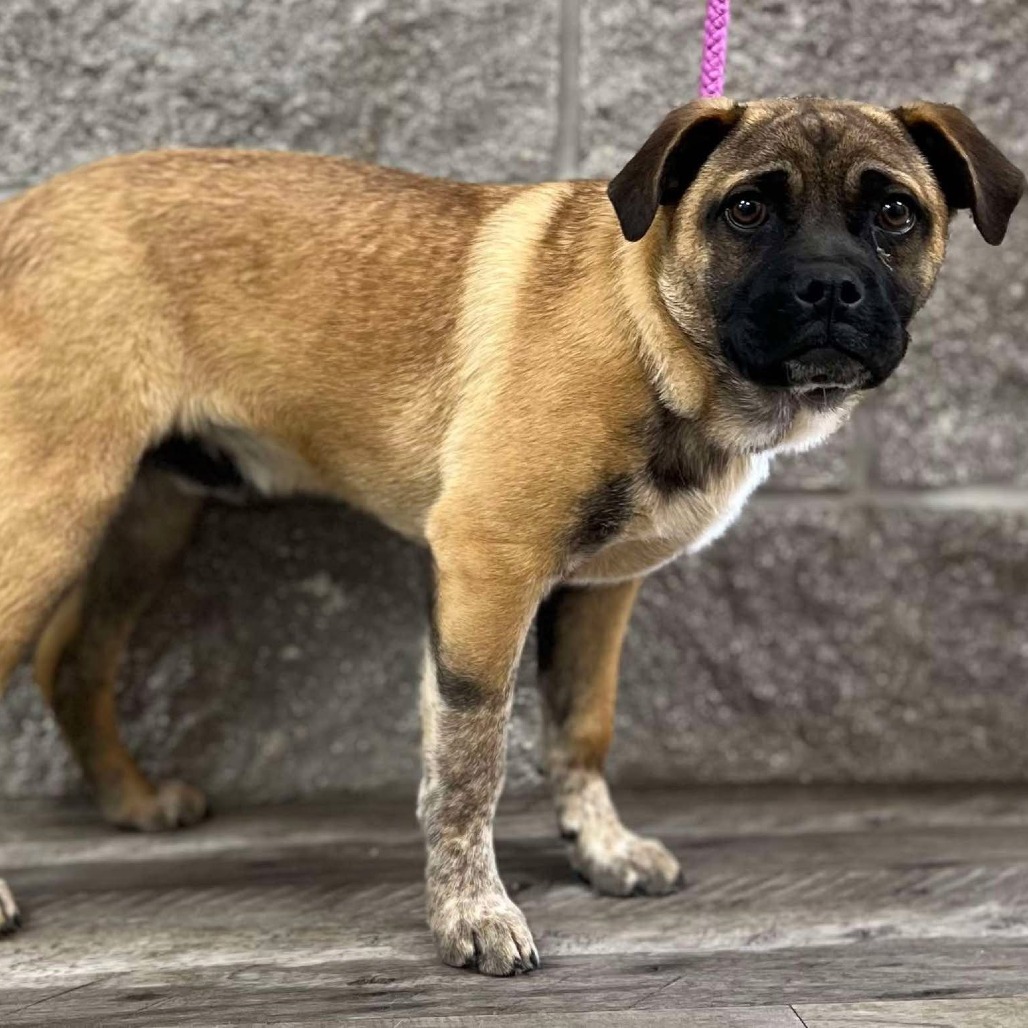 Melvin, an adoptable Pug, Cattle Dog in Wadena, MN, 56482 | Photo Image 2