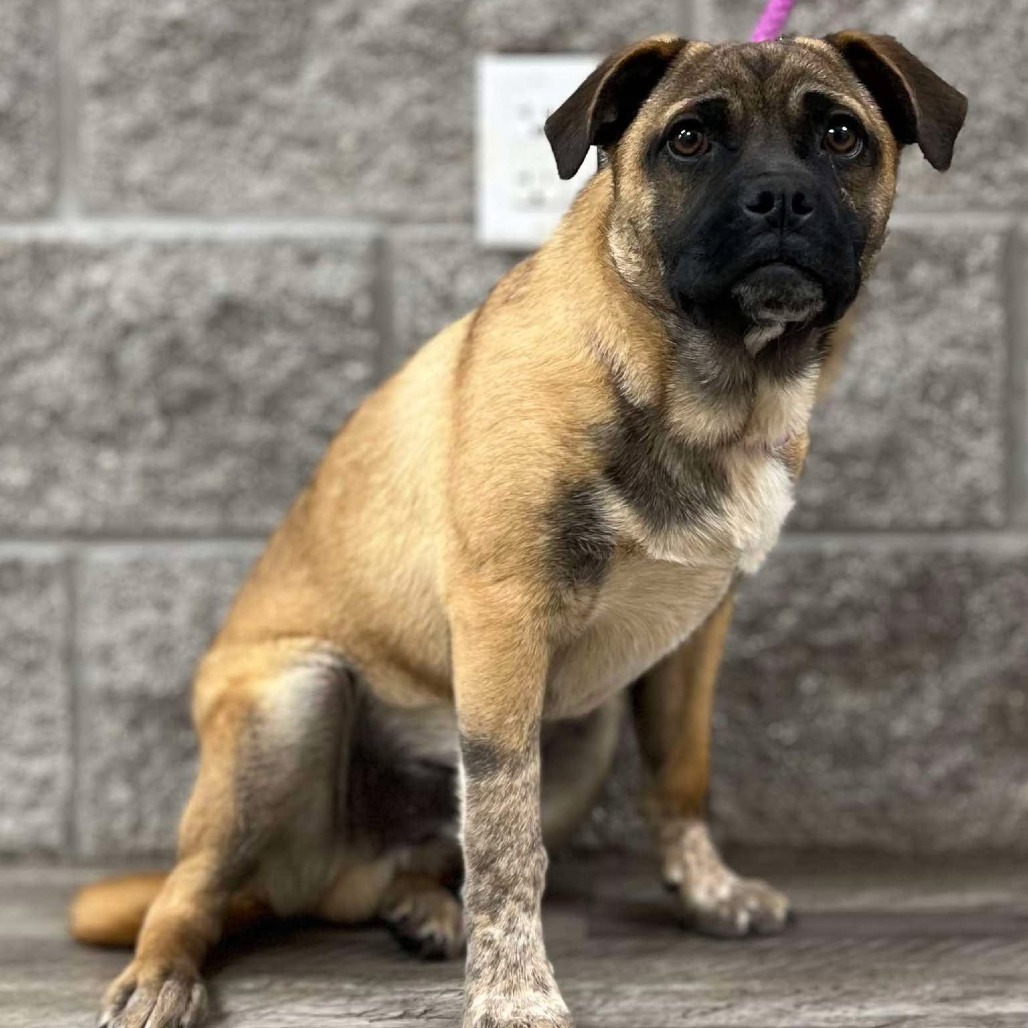 Melvin, an adoptable Pug, Cattle Dog in Wadena, MN, 56482 | Photo Image 3