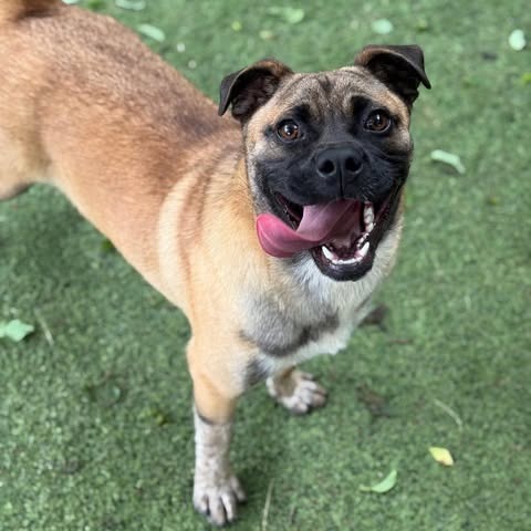 Melvin, an adoptable Pug, Cattle Dog in Wadena, MN, 56482 | Photo Image 4