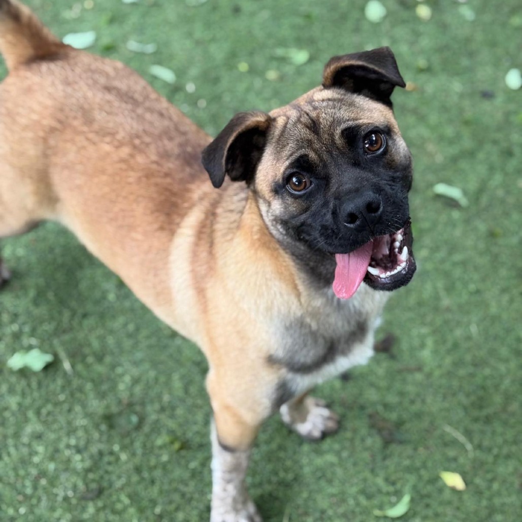 Melvin, an adoptable Pug, Cattle Dog in Wadena, MN, 56482 | Photo Image 5