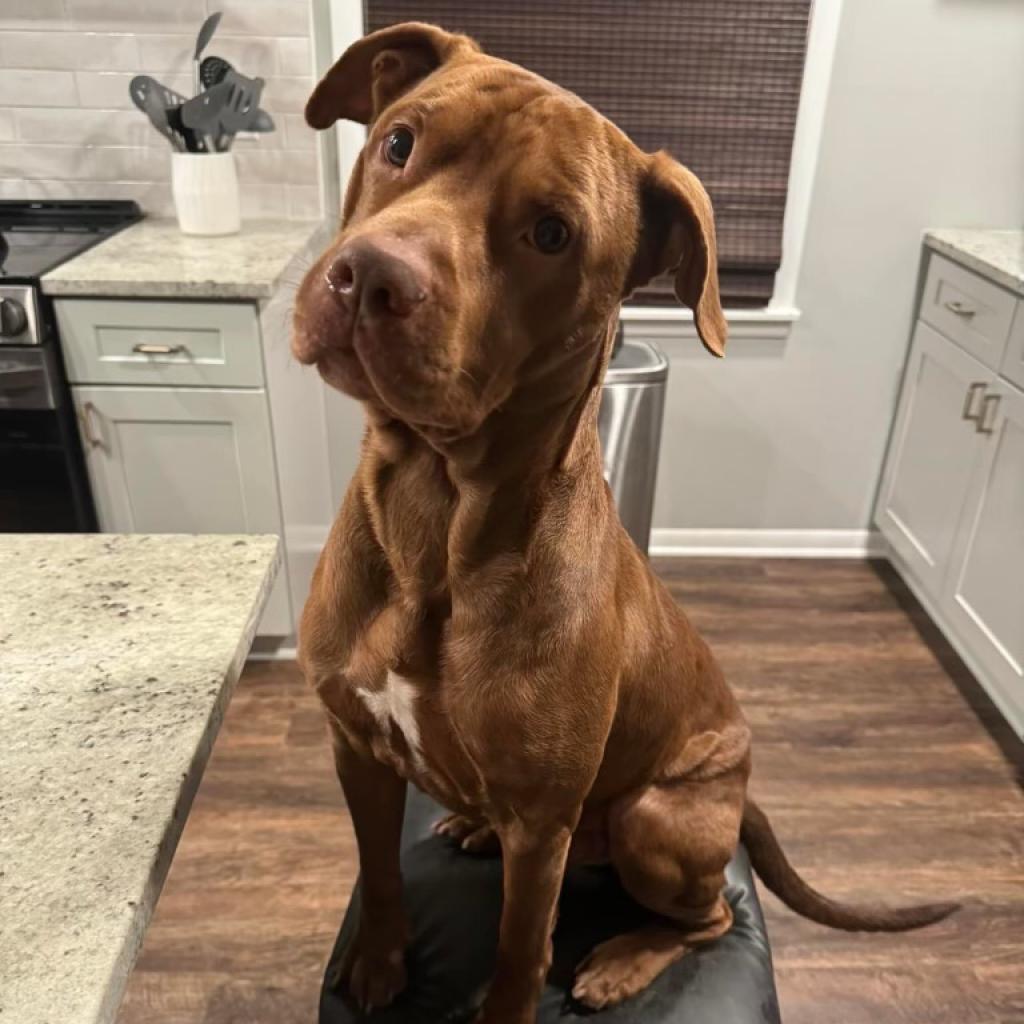 Wrangler/Roscoe