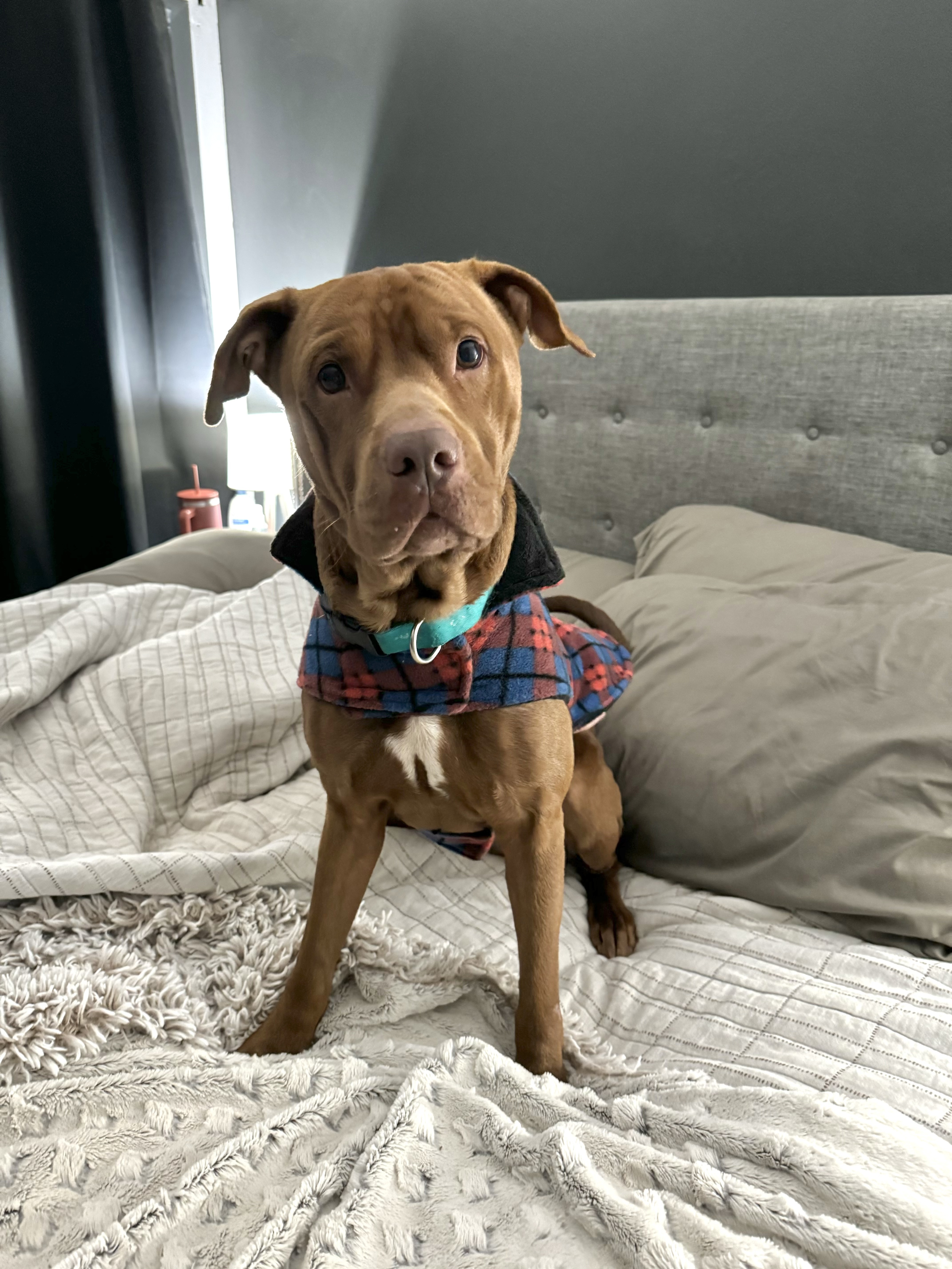 Wrangler/Roscoe