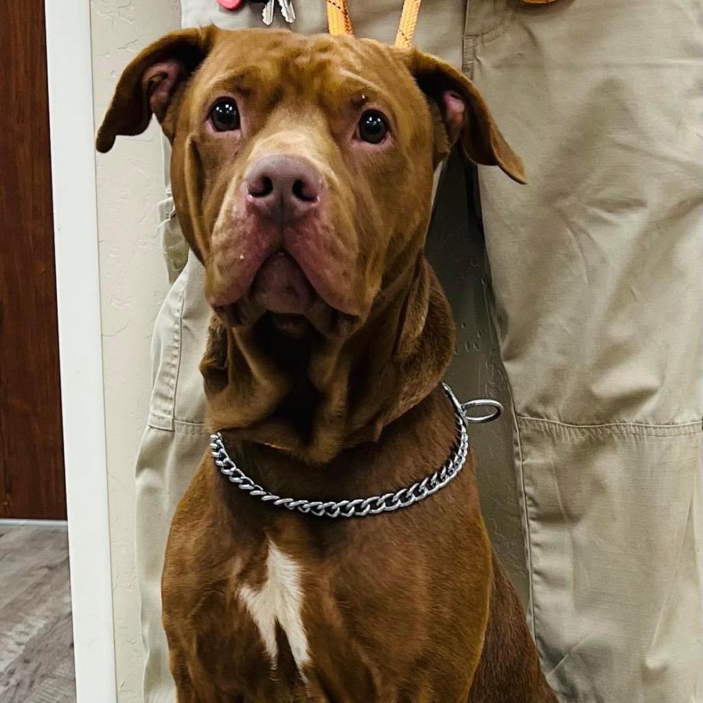 Wrangler/Roscoe